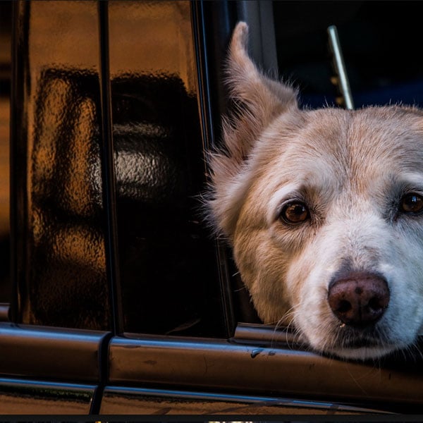 【本地视频调用】可调用本地上传的MP4视频示例